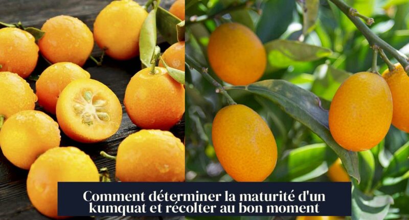 Comment déterminer la maturité d'un kumquat et récolter au bon moment