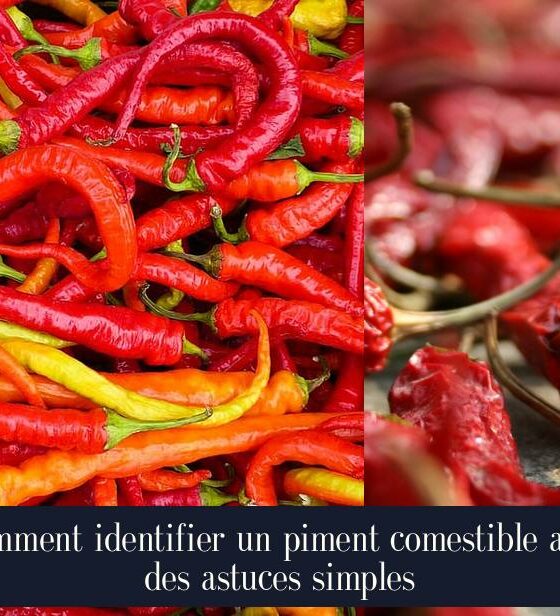 Comment identifier un piment comestible avec des astuces simples