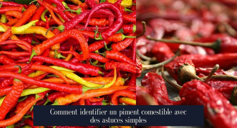 Comment identifier un piment comestible avec des astuces simples