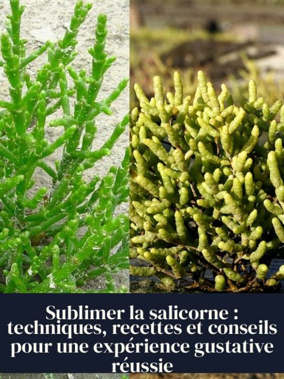 Sublimer la salicorne : techniques, recettes et conseils pour une expérience gustative réussie