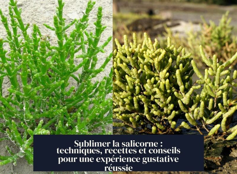 Sublimer la salicorne : techniques, recettes et conseils pour une expérience gustative réussie
