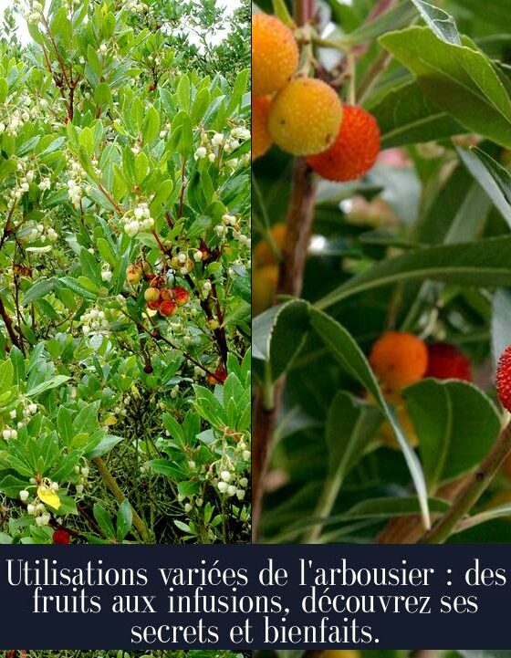 Utilisations variées de l'arbousier : des fruits aux infusions, découvrez ses secrets et bienfaits.