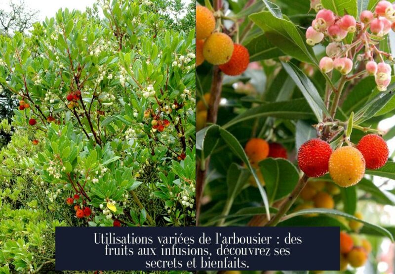 Utilisations variées de l'arbousier : des fruits aux infusions, découvrez ses secrets et bienfaits.