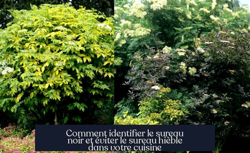 Comment identifier le sureau noir et éviter le sureau hièble dans votre cuisine