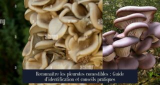 Reconnaître les pleurotes comestibles : Guide d'identification et conseils pratiques