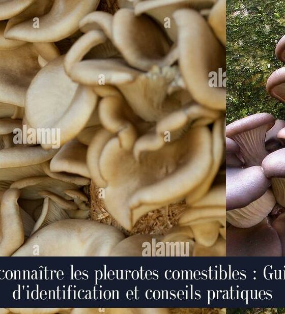Reconnaître les pleurotes comestibles : Guide d'identification et conseils pratiques