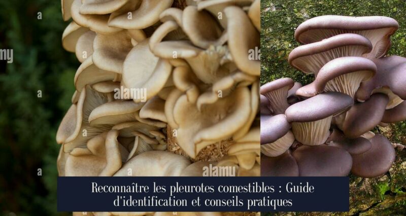 Reconnaître les pleurotes comestibles : Guide d'identification et conseils pratiques