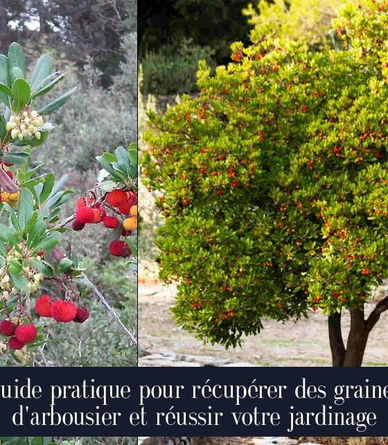 Guide pratique pour récupérer des graines d'arbousier et réussir votre jardinage