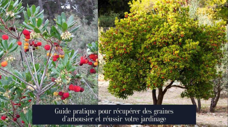 Guide pratique pour récupérer des graines d'arbousier et réussir votre jardinage