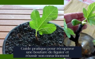 Guide pratique pour récupérer une bouture de figuier et réussir son enracinement