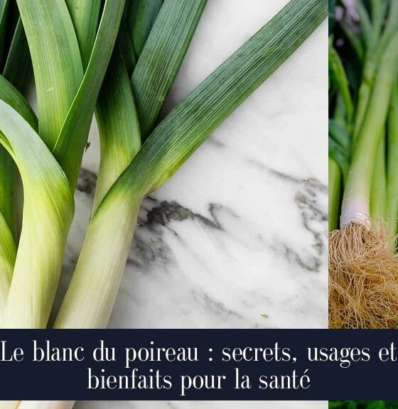 Le blanc du poireau : secrets, usages et bienfaits pour la santé