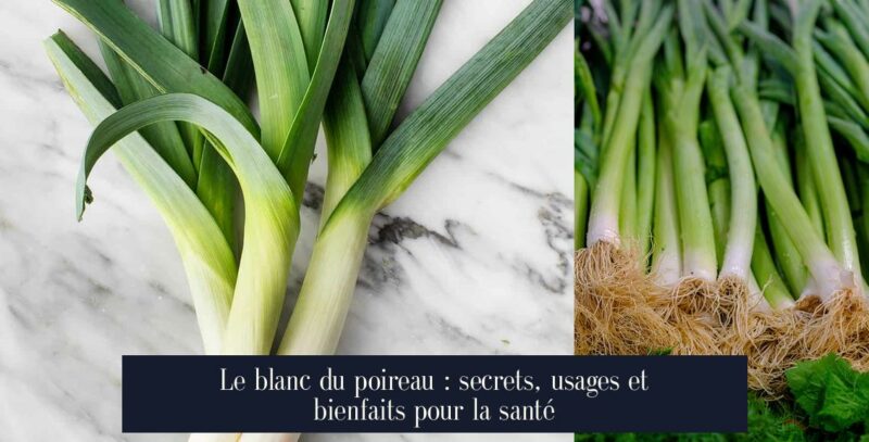 Le blanc du poireau : secrets, usages et bienfaits pour la santé