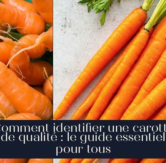 Comment identifier une carotte de qualité : le guide essentiel pour tous