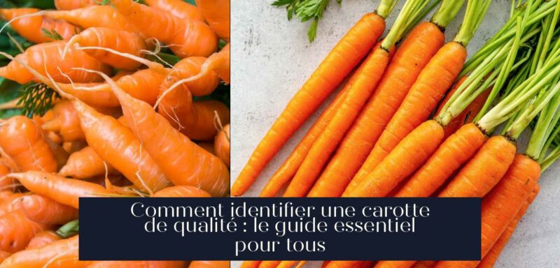 Comment identifier une carotte de qualité : le guide essentiel pour tous