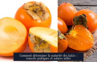 Comment déterminer la maturité des kakis : conseils pratiques et astuces utiles