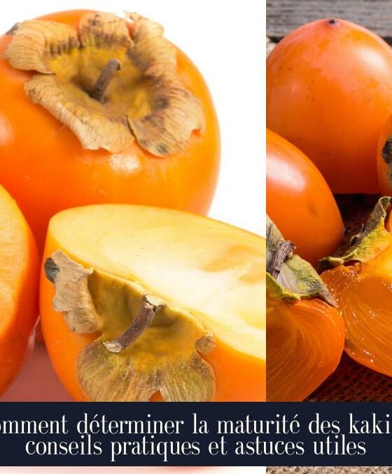 Comment déterminer la maturité des kakis : conseils pratiques et astuces utiles