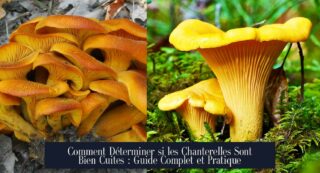 Comment Déterminer si les Chanterelles Sont Bien Cuites : Guide Complet et Pratique