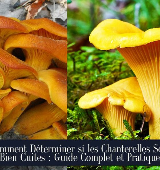 Comment Déterminer si les Chanterelles Sont Bien Cuites : Guide Complet et Pratique