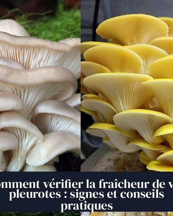 Comment vérifier la fraîcheur de vos pleurotes : signes et conseils pratiques