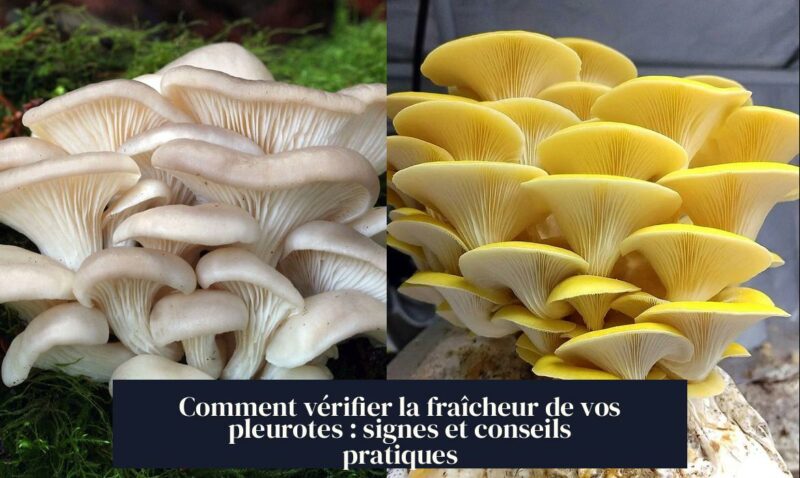 Comment vérifier la fraîcheur de vos pleurotes : signes et conseils pratiques
