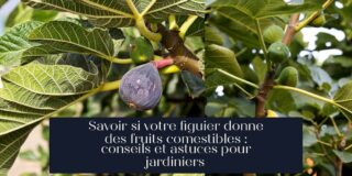 Savoir si votre figuier donne des fruits comestibles : conseils et astuces pour jardiniers