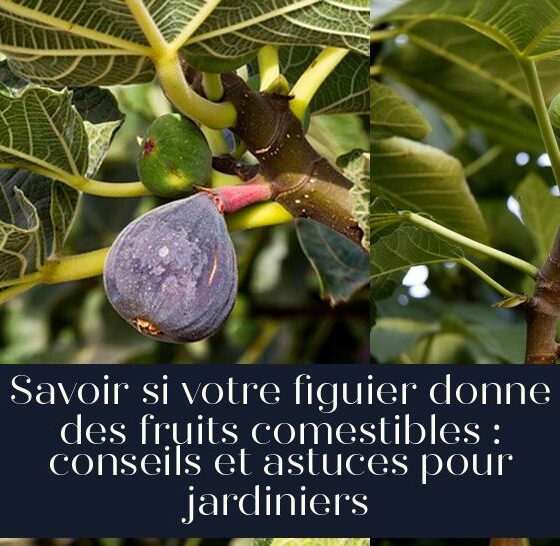 Savoir si votre figuier donne des fruits comestibles : conseils et astuces pour jardiniers