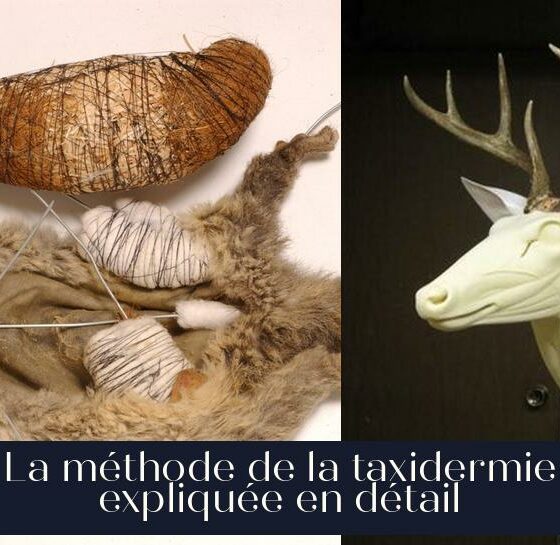 La méthode de la taxidermie expliquée en détail