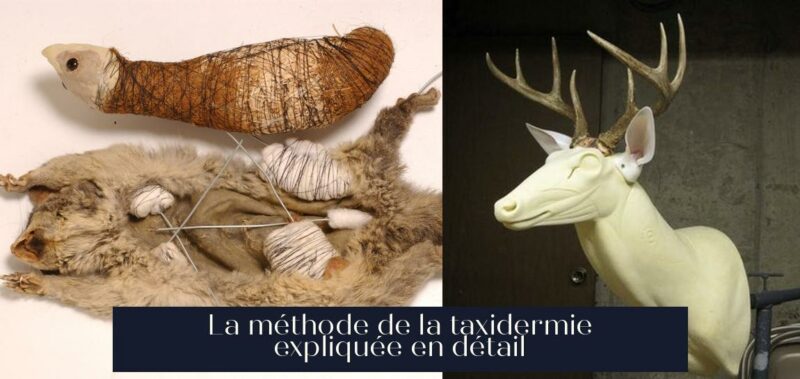 La méthode de la taxidermie expliquée en détail