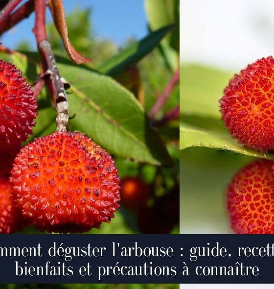 Comment déguster l'arbouse : guide, recettes, bienfaits et précautions à connaître