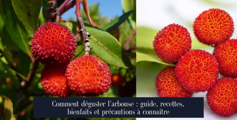 Comment déguster l'arbouse : guide, recettes, bienfaits et précautions à connaître