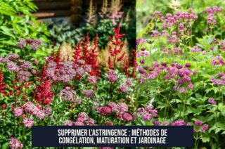 Supprimer l'astringence : méthodes de congélation, maturation et jardinage