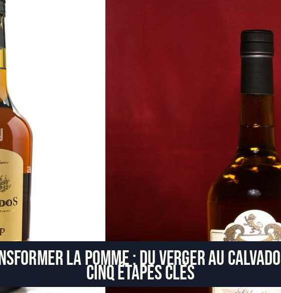 Transformer la pomme : du verger au calvados en cinq étapes clés