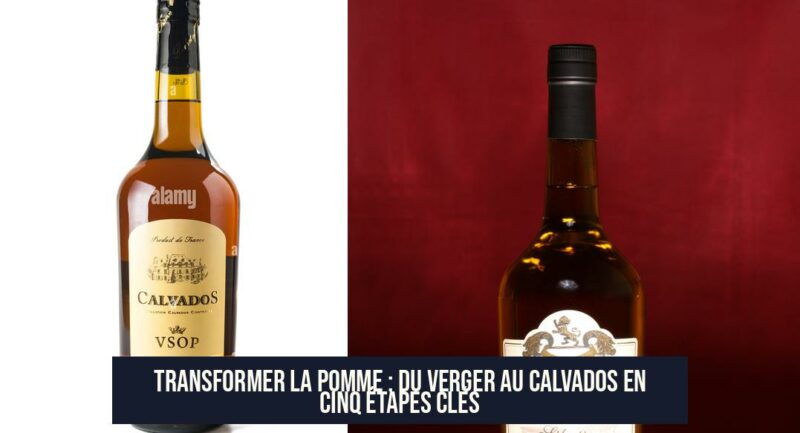 Transformer la pomme : du verger au calvados en cinq étapes clés