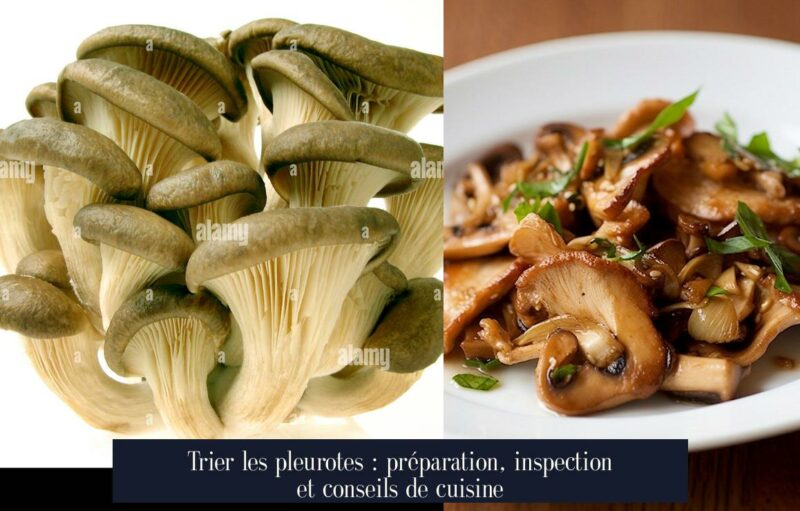 Trier les pleurotes : préparation, inspection et conseils de cuisine