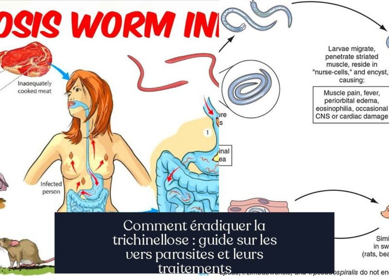 Comment éradiquer la trichinellose : guide sur les vers parasites et leurs traitements