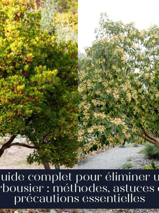 Guide complet pour éliminer un arbousier : méthodes, astuces et précautions essentielles