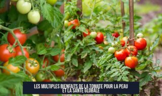 Les multiples bienfaits de la tomate pour la peau et la santé globale