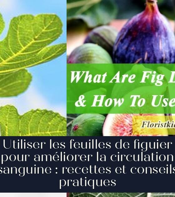 Utiliser les feuilles de figuier pour améliorer la circulation sanguine : recettes et conseils pratiques
