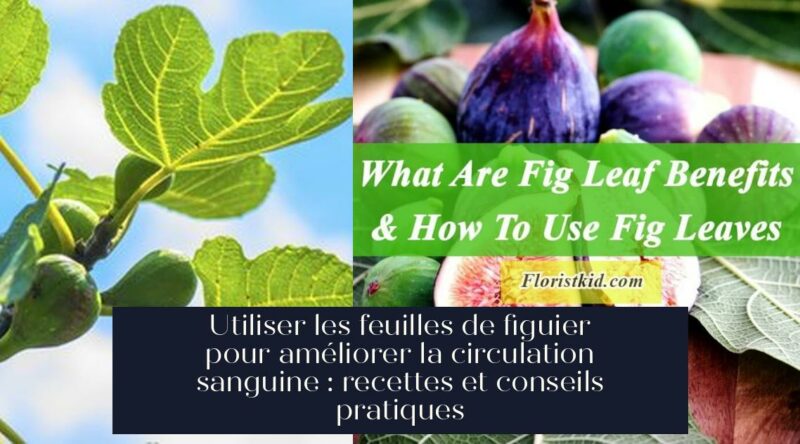 Utiliser les feuilles de figuier pour améliorer la circulation sanguine : recettes et conseils pratiques