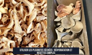 Utiliser les pleurotes séchées : réhydratation et recettes simples