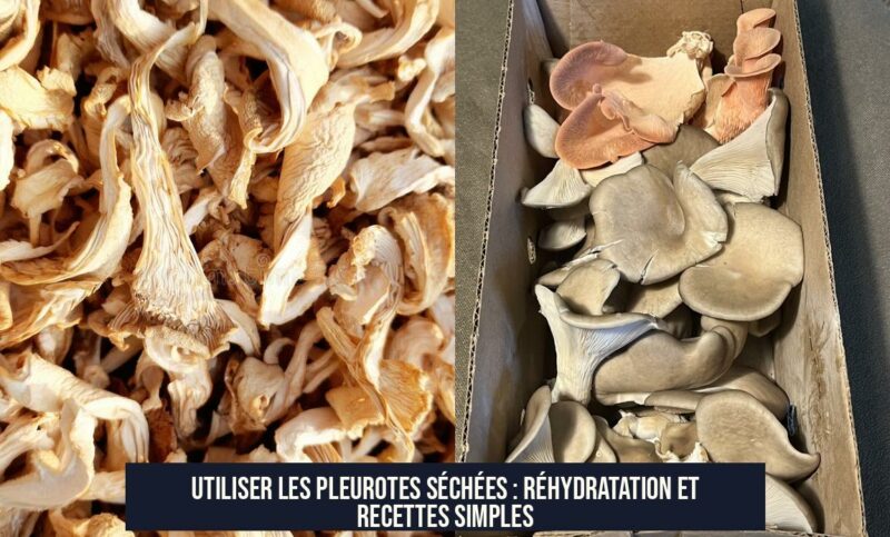 Utiliser les pleurotes séchées : réhydratation et recettes simples