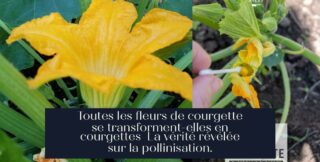 Toutes les fleurs de courgette se transforment-elles en courgettes La vérité révélée sur la pollinisation.