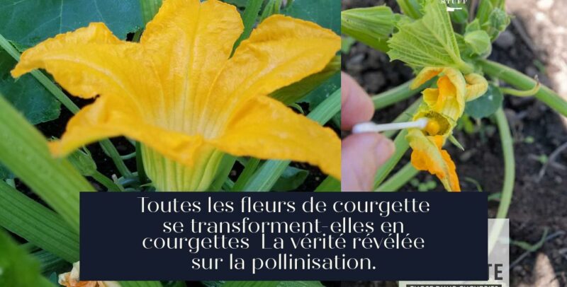Toutes les fleurs de courgette se transforment-elles en courgettes La vérité révélée sur la pollinisation.