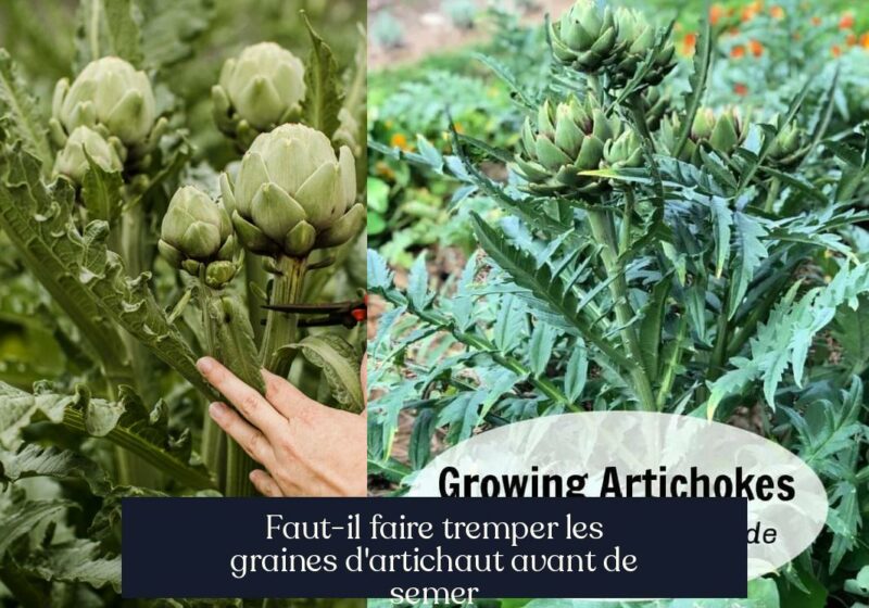 Faut-il faire tremper les graines d'artichaut avant de semer