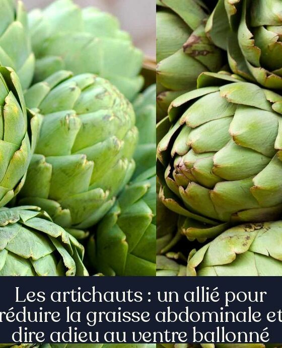 Les artichauts : un allié pour réduire la graisse abdominale et dire adieu au ventre ballonné