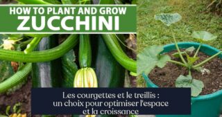 Les courgettes et le treillis : un choix pour optimiser l'espace et la croissance
