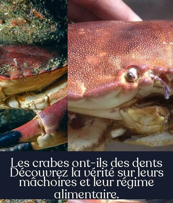 Les crabes ont-ils des dents Découvrez la vérité sur leurs mâchoires et leur régime alimentaire.
