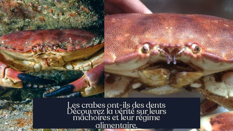 Les crabes ont-ils des dents Découvrez la vérité sur leurs mâchoires et leur régime alimentaire.