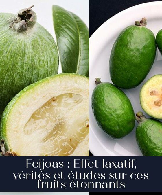 Feijoas : Effet laxatif, vérités et études sur ces fruits étonnants