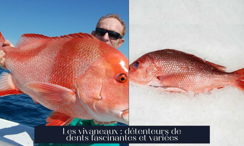Les vivaneaux : détenteurs de dents fascinantes et variées